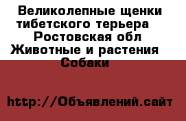 Великолепные щенки тибетского терьера! - Ростовская обл. Животные и растения » Собаки   